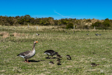 Gänseschmalz
