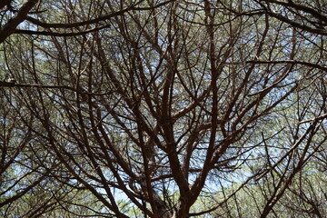 the countryside in Tuscany, a Pine forest 