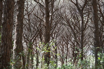 the countryside in Tuscany, a Pine forest 