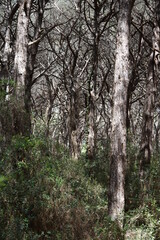 the countryside in Tuscany, a Pine forest 