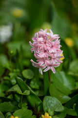 Hyacinthus blooms in the park in spring, close-up. Selective focus, shallow depth of field