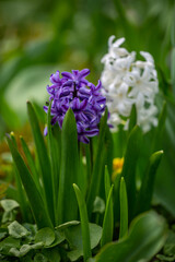 Hyacinthus blooms in the park in spring, close-up. Selective focus, shallow depth of field