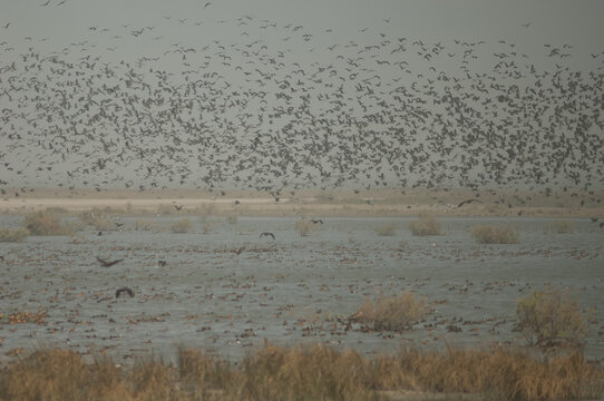 Flock of white-faced whistling ducks, fulvous whistling ducks, garganey and northern pintails. Oiseaux du Djoudj National Park. Saint-Louis. Senegal.