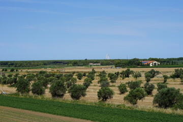 Olive trees in a field in Tuscany