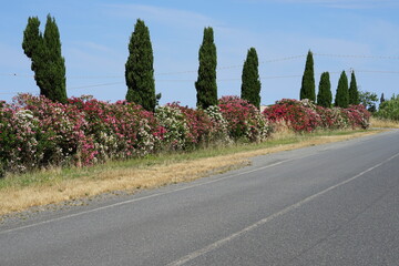 a street with zypressen and oleander