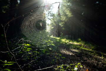 Cross spider in a spider web in the forest with morning sun as backlight