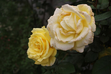 yellow roses in my garden