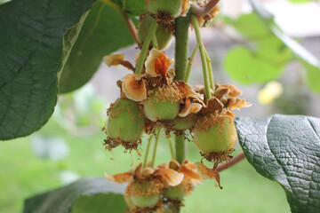 little kiwis growing in the kiwi tree