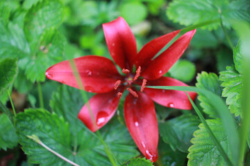 red flower in the garden