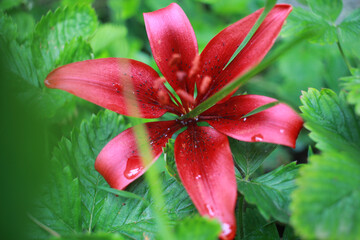 red lily in the garden