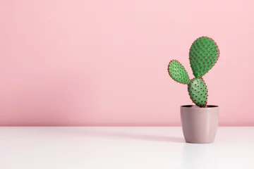 Rolgordijnen Closeup green cactus flower on pink  background, minimal concept. © prime1001