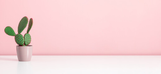 Closeup green cactus flower on pink  background, minimal concept.