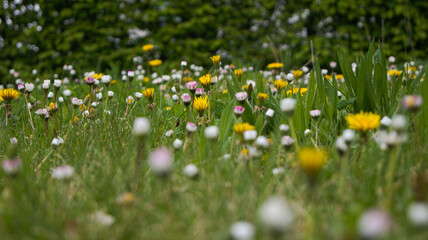 Blumen Wiese