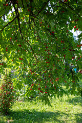 many ripe cherries hang on a cherry tree in the shade