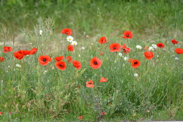 The wildflower meadow in Summer. White daisies and red poppies in the filed. Space for copy. 