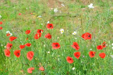 The wildflower meadow in Summer. White daisies and red poppies in the filed. Space for copy. 