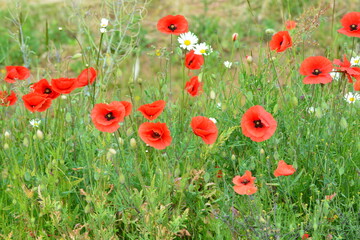 The wildflower meadow in Summer. White daisies and red poppies in the filed. Space for copy. 