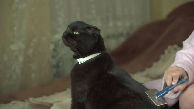 Domestic cat enjoys combing its fur with furminator. 4k video.