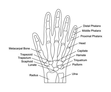 Human hand bones anatomy with descriptions. Hand parts structure. Human internal organ illustration.