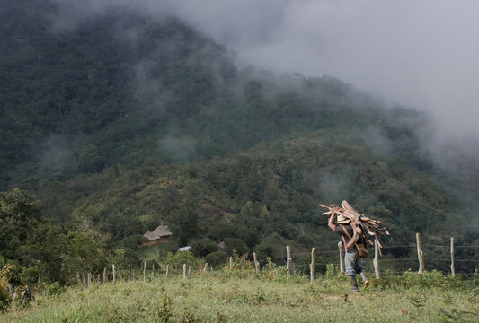 Man carrying wood in the  middle of the Mountains of la Sierra Nevada de Santa Marta