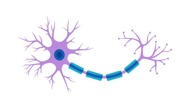 Brain neuron symbol. Human neuron cell illustration. Synapses, myelin sheat, cell body, nucleus, axon and dendrites scheme. Neurology illustration