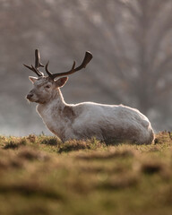 deer in the forest