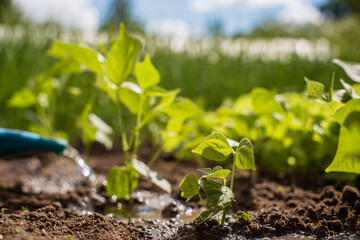 Watering vegetable plants on a plantation in the summer heat with a watering can. Gardening...