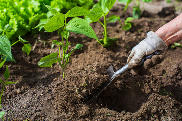 Planting plants on a vegetable bed in the garden. Cultivated land close up. Gardening concept. Agriculture plants growing in bed row