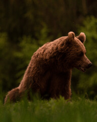 Obraz premium brown bear on the grass