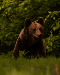 brown bear on the grass