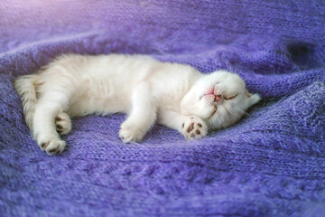 A beautiful little white-gray kitten sings on a knitted purple sweater. Cute scottish fold cat is resting.