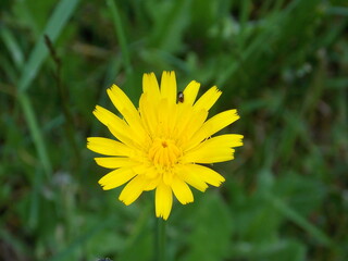 Dandelion Flower