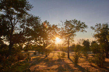 sunset in the forest