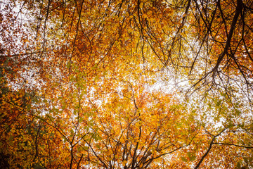 Autumn forest landscape in frog perspective with deciduous trees and autumnal colored leaves under a canopy as background on a sunny day