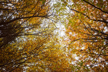 Herbstwald Landschaft in Froschperspektive mit Laubbäumen und herbstlich bunten Blätter unter...
