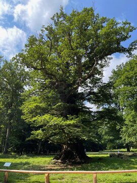 Ivenacker Eichen - 1000 J&auml;hrige Eiche (Naturdenkmal)
