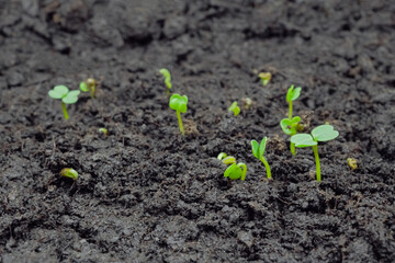 Close up: fresh microgreens arugula, rucola sprouts growing: macro. Spring, germination, natural, raw, growth and healthy food concept