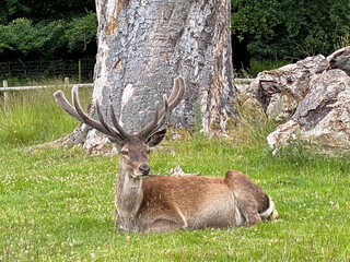 A close up of a Red Deer in the wild in Cheshire