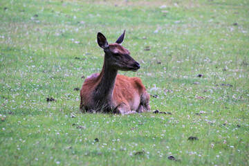 A close up of a Red Deer in the wild in Cheshire