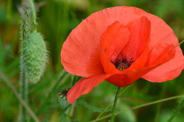 The wildflower meadow in Summer. A close up of white daisies and red poppies in the filed. Space for copy. 