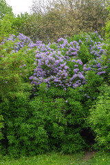 Lilac bushes bloom in the park