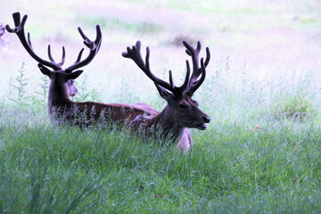 Naklejka na ściany i meble A close up of a Red Deer in the wild in Cheshire