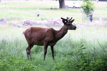 Naklejka na ściany i meble A close up of a Red Deer in the wild in Cheshire