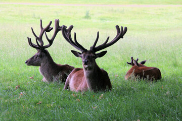 A close up of a Red Deer in the wild in Cheshire