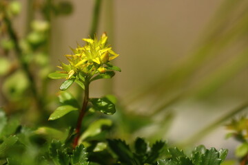 close up of a yellow blooming flower