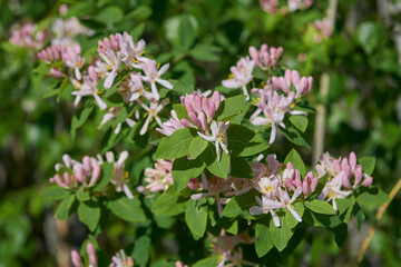 Obraz premium Frangula alnus flowering bush, blooming white flower close up detail, dark green leaves blurry background.