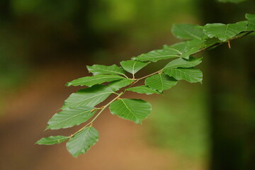 close up of beech leaves