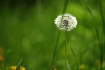 close up of a blowball