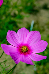 Obraz premium kwiat333