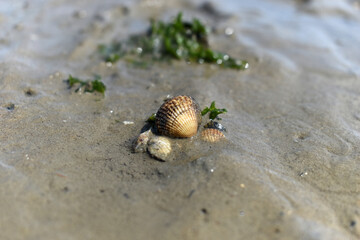 A group of shells on the beach with some elements of sea plants